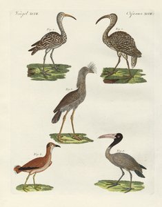 Uccelli strani