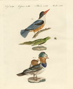 Uccelli strani da German School