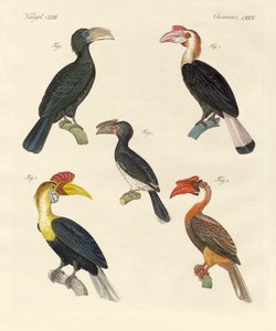 Strani uccelli da German School