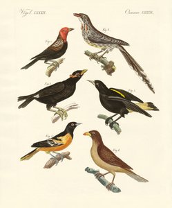 Strani uccelli da German School