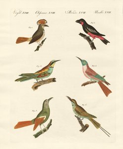 Strani uccelli