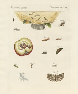 Strane farfalle
