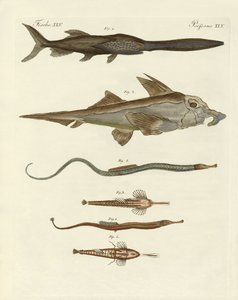 Pesci cartilaginei strani da German School