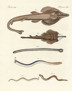 Strani pesci cartilaginei (incisione colorata) da German School