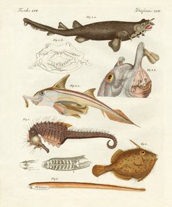 Pesce cartilagineo strano da German School