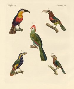 Uccelli arrampicatori strani
