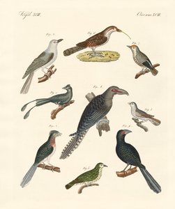 Strani uccelli rampicanti (incisione colorata)