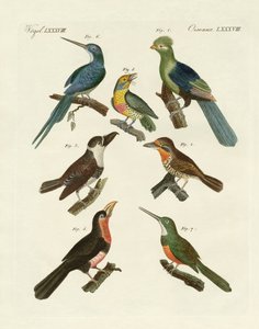 Strani uccelli rampicanti