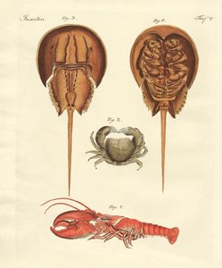 Granchi strani da German School