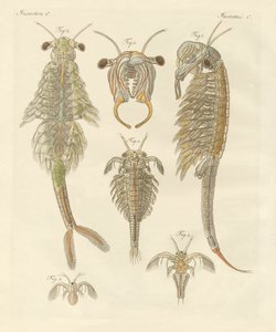 Strani crostacei da German School
