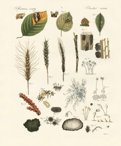 Strani funghi polverosi e filamentosi da German School
