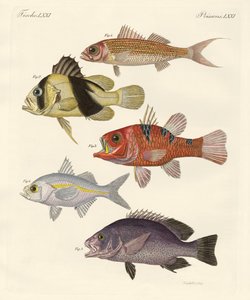 Pesce strano da German School
