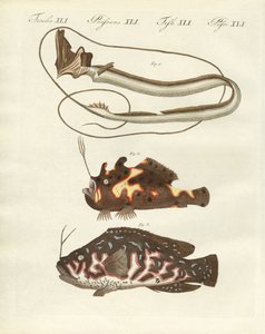 Pesce strano da German School