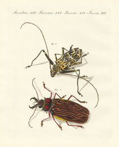 Strani coleotteri stranieri da German School