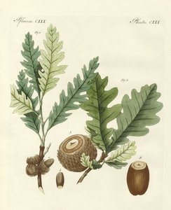 Querce straniere (incisione colorata)