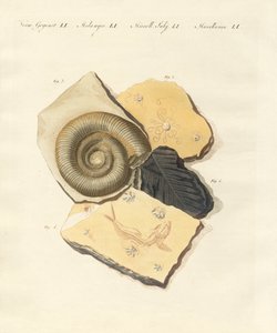 Strane fossilizzazioni da German School