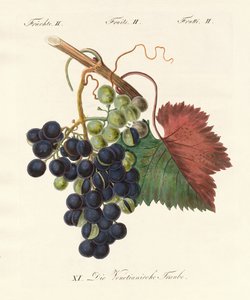 Frutti strani