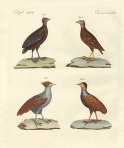 Strani uccelli simili a galline