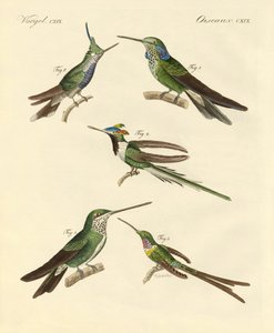 Strani colibrì da German School
