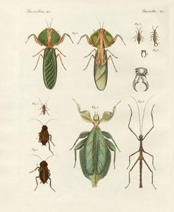 Insetti strani