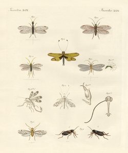 Insetti strani