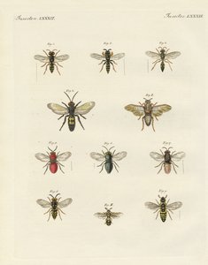 Strani insetti