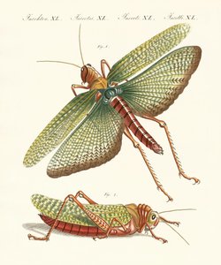 Insetti strani
