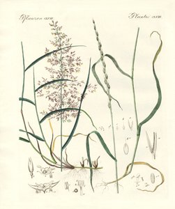 Strani tipi di erbe
