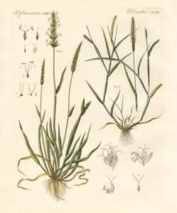 Strani tipi di erbe