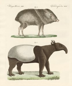 Mammiferi strani da German School