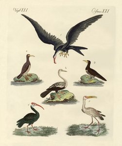 Strani uccelli di palude e acquatici da German School
