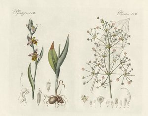 Strane piante