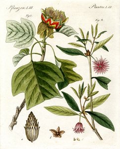 Piante strane