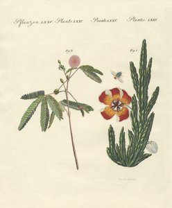 Piante strane