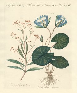Piante strane da German School