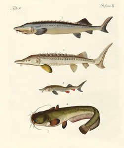 Strani pesci di fiume