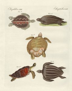 Strane tartarughe marine da German School