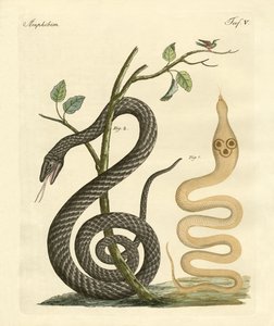 Strano serpente da German School