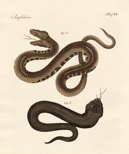 Strano serpente
