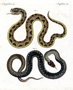 Serpente strano