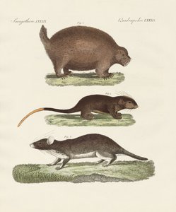 Animali spinosi strani da German School