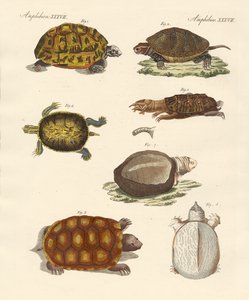 Tartarughe strane