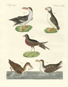 Uccelli acquatici strani da German School