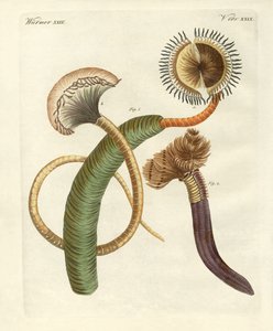 Strani vermi