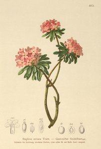 Daphne striata da German School