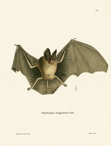 Pipistrello dal naso peloso striato da German School