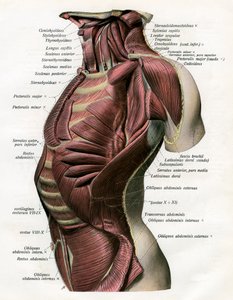 Studio dei muscoli del torso e del collo umano da German School