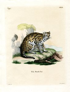 Leopardo nebuloso del Sunda da German School