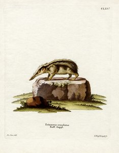 Tenrec senza coda da German School