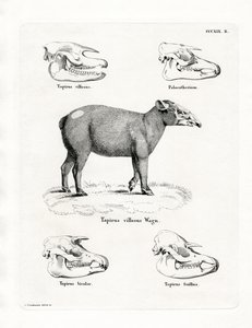 Teschi di tapiro